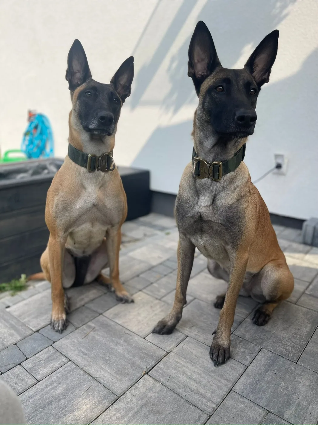 Dwa psy K9 owczarki belgijskie w&nbsp;pełnej gotowości
