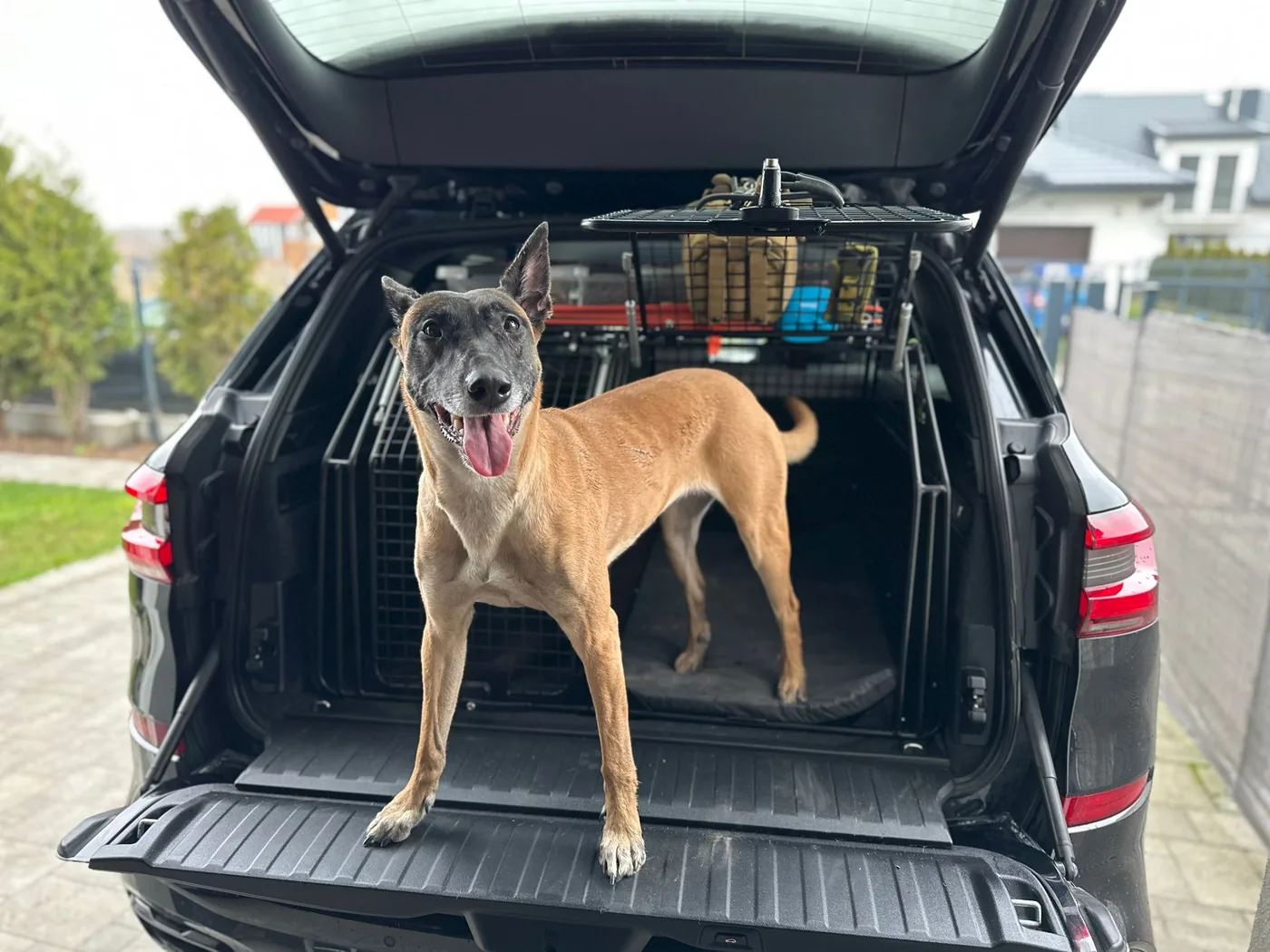 Pies K9 gotowy do wyjazdu operacyjnego