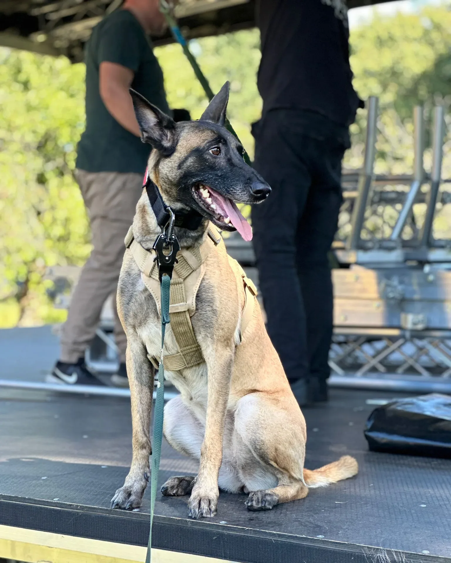 Pies K9 szkolenie detekcja materiałów wybuchowych