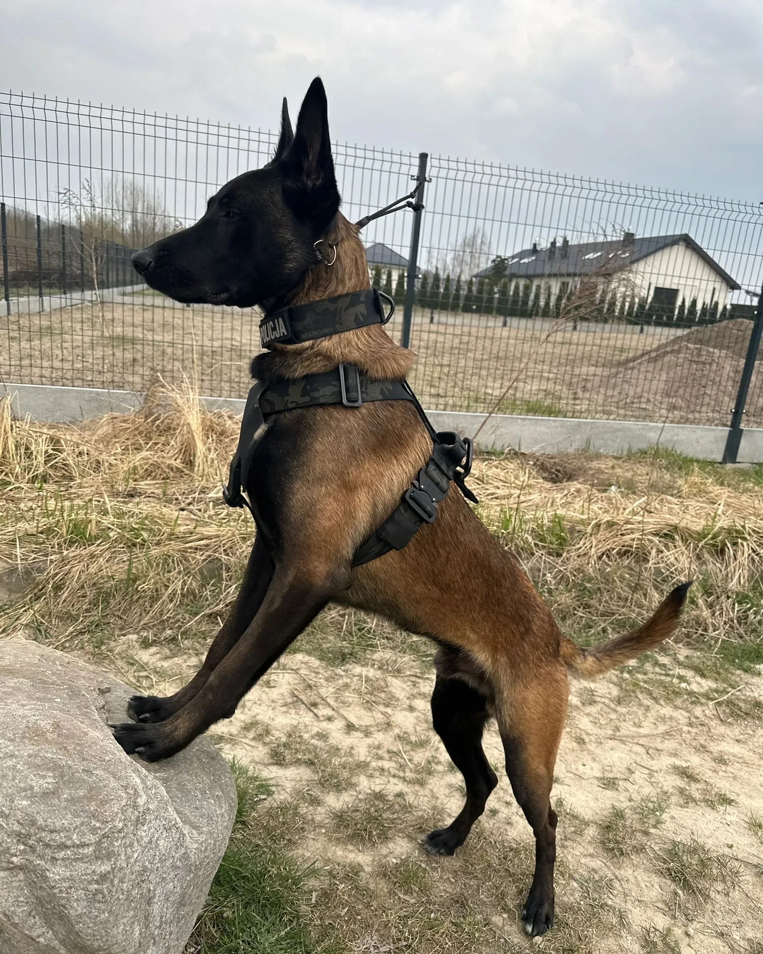 Pies patrolowy K9 z&nbsp;obrożą służbową POLICJA