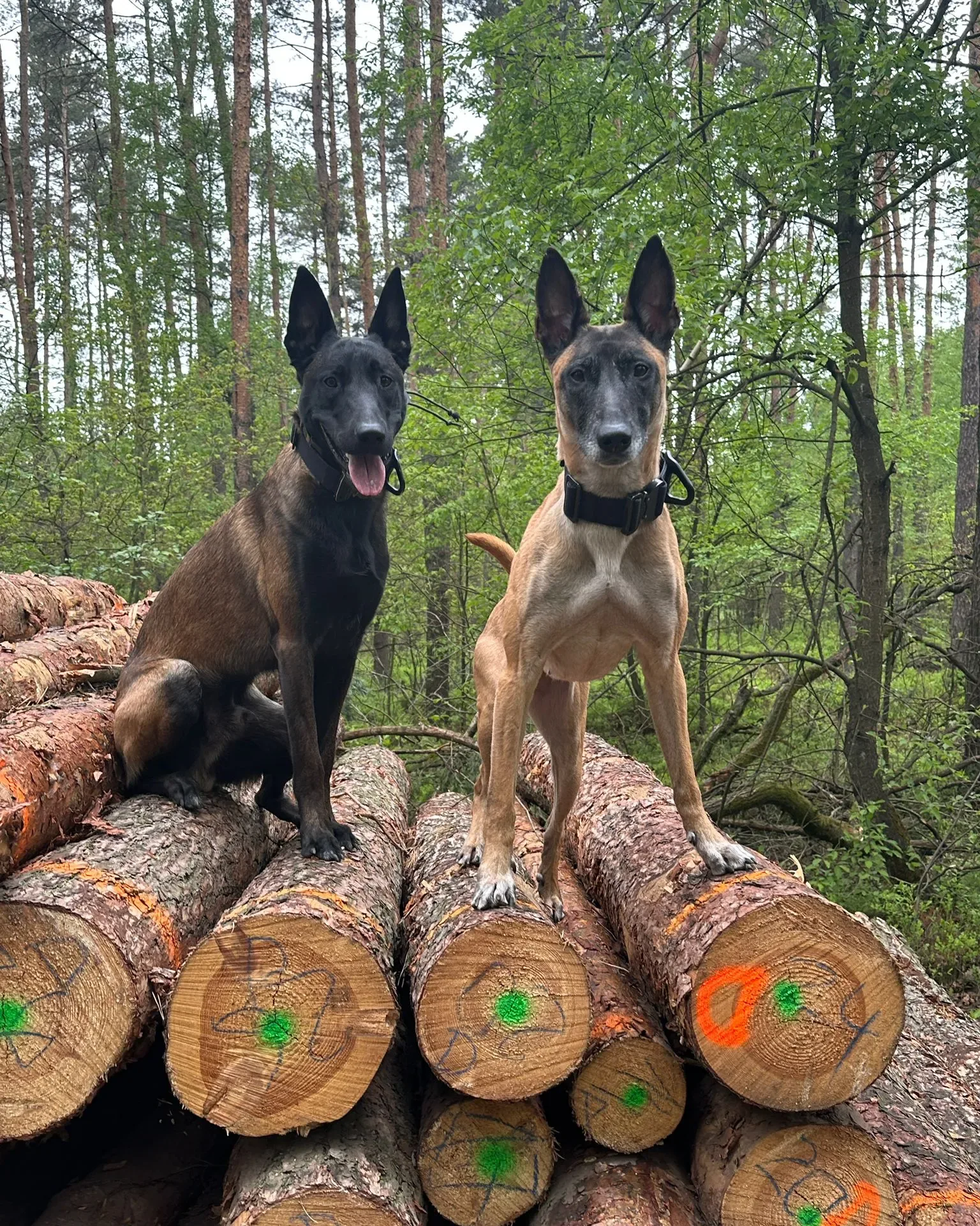 Psy K9 szkolenie tropienie śledzenie w&nbsp;terenie